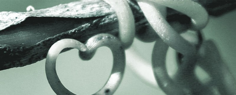 Create a Relationship You Love vines-green